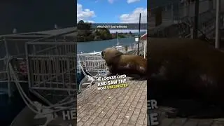I didn't know sea lions could bark 😳