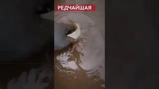 РЕДЧАЙШИЙ ЭКСПОНАТ 
