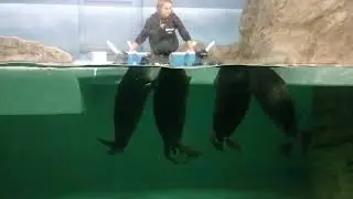 Байкальские нерпы. Открытая тренировка. Москвариум.