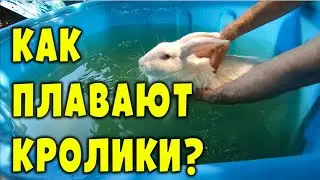 Как плавают кролики? Важные нюансы!