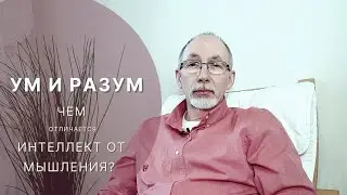 Ум и разум. Чем отличается интеллект от мышления?