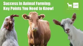 Success in Animal Farming: Key Points You Need to Know!