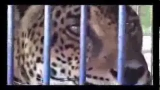 Circos / Maltrato Animal / Leona Morelia / Daniel Atayde (Versión Completa)