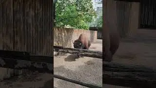 Зоопарк Киев Бизон (part 2) #животные #зоопарк #shorts #short