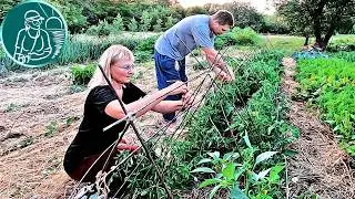 🍅 ПОДВЯЗКА помидор и ПАСЫНКОВАНИЕ томатов 🌱 В открытом грунте в жарком климате