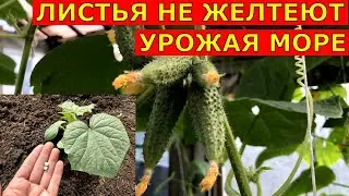 ОГУРЦЫ МОЩНЫЕ, без ЖЕЛТЫХ ЛИСТЬЕВ И МНОГО ЗАВЯЗИ