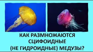 20. Как размножаются сцифоидные (не гидроидные) медузы?