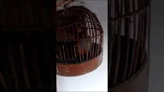 Кабки сураки Ғарм