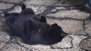 развОлился