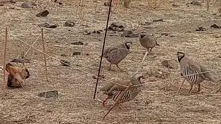 пакличка самарканд охота на кеклики