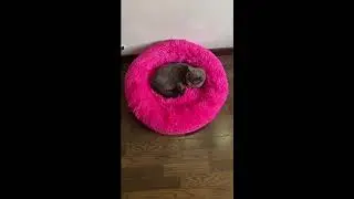Лежанка для собак,для собак домик  #Shorts