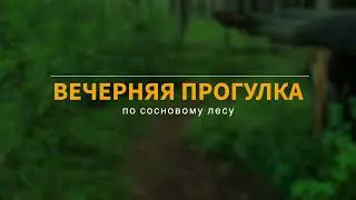 Прогулка в сосновом лесу летним вечером. Успокаиваемся и набираемся сил!
