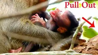 Orphan Calvin cry very loud and hurt Its head, Casi pulled Calvin out of Milk , very pain full