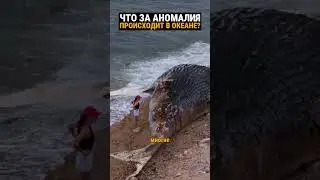 Гигантская стая акул выгнала на берег кита. Видео.