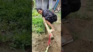 Dande se ped nikalna ki trick #viralshortvideo #viralshort #uniquetrick