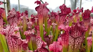 Potting on Sarracenia in Spring