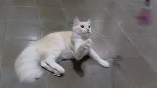 Cute kitty videos