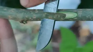 летняя прививка в крону дерева