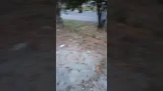 Симферополь сезон Сливы ..4 июля 2024 .
