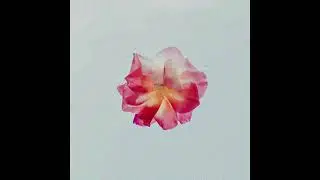 (FREE) VINCE STAPLES x ISAIAH RASHAD TYPE BEAT "WILD FLOWER" | CHILL RAP TYPE BEAT