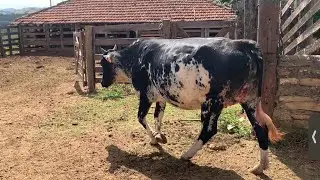Taking care of the heifer CHIQUINHA - The fences are all bad