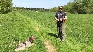 Дрессировка команды апорт.