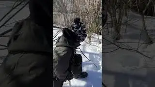Привезли ивовые ветки козам.