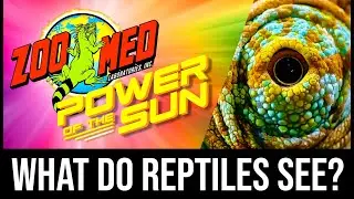Power of the Sun - What is Ultraviolet A (UVA) and Visible Light?