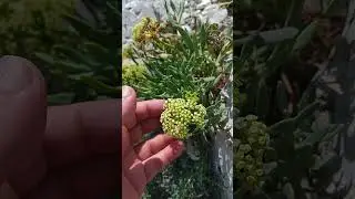 Il buonissimo finocchio marino
