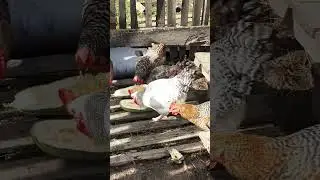 Когда кабачки вкуснее,  чем мясо