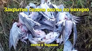 Закрытие охоты по вяхирю, взял норму а он налетает и налетает