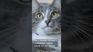 Вы с мужем смотрите любовные сцены после 10 лет брака #кусьшоу #котики #смешные видео