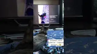 Кузьма ждёт лайк и подписку в ТГ 💛 Ссылка в шапке профиля 😽 #животные #рецепты #рек #рекомендации
