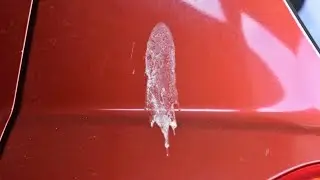 Can Bird Poop Damage Cars?