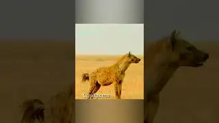 Буйволы разгоняют гиен от оставленной львом зебры.