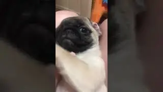 Когда мопсик устал