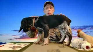 Russian Spaniel Naughty DOG. Education and training. Hunting dog puppy.