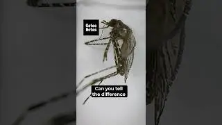 The newest weapon in the fight against mosquitoes: computer vision