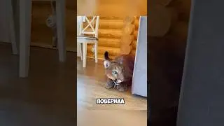 Пума боялась, что её бросил хозяин 🐆😨 #животные #милыеживотные