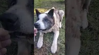 Panda eating his last treats