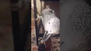 Sassy bird tells human not to touch him!