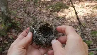 Nature Moments: How to Build a Bird's Nest