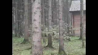 Триостарты Август Старт 3