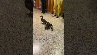 Mama duck leads her ducklings through the halls of an elementary school!