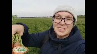 Уборка моркови 2023