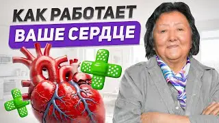 Механизм работы сердца и гипертония