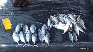 РЫБНЫЙ РЫНОК В ГАЛЛЕ, ШРИ-ЛАНКА 2024. FISH MARKET IN GALLE, SRI LANKA.