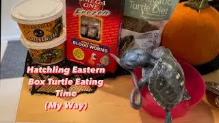 Hatchling Eastern Box Turtle Eating Time (My Way)
