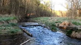 Forest Stream