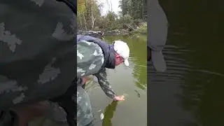 Как поймать рыбу без удочки. Ловля рыбы на хлебные банки. #shorts  #fishing #рыбалка #рыба #fish